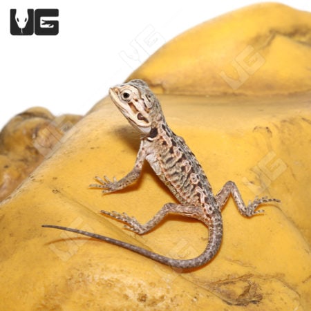 Hypo Silky Bearded Dragon hatchling resting on banana peel, showcasing vibrant colors and small size.