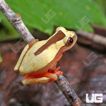 Triangle Tree Frog (dendropsophus triangulum) for sale