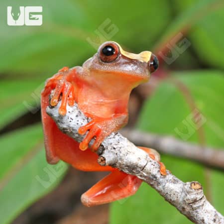 Triangle Tree Frog (dendropsophus triangulum) for sale