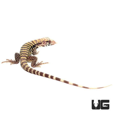 Baby Albino Blue Tegus For Sale - Underground Reptiles