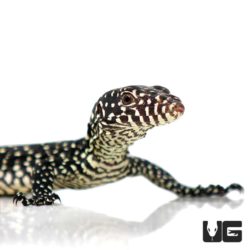 Baby Blue Tail Monitors For Sale - Underground Reptiles
