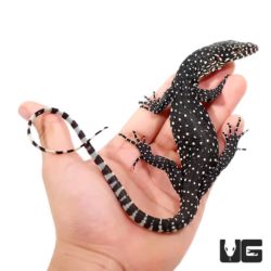 Baby Blue Tail Monitors For Sale - Underground Reptiles