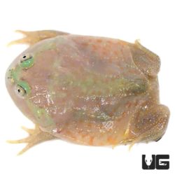 Baby Budgett’s Frog For Sale - Underground Reptiles