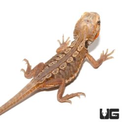 Baby Citrus Silky Bearded Dragon For Sale - Underground Reptiles
