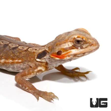 Baby Citrus Silky Bearded Dragon For Sale - Underground Reptiles