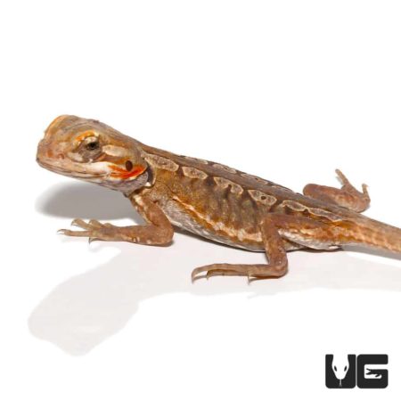 Baby Citrus Silky Bearded Dragon For Sale - Underground Reptiles