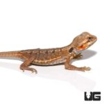Baby Citrus Silky Bearded Dragon For Sale - Underground Reptiles