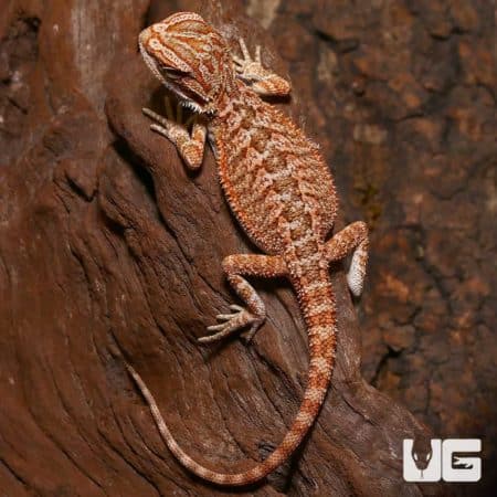 Baby Classic Tiger Bearded Dragon climbing on wood branch.