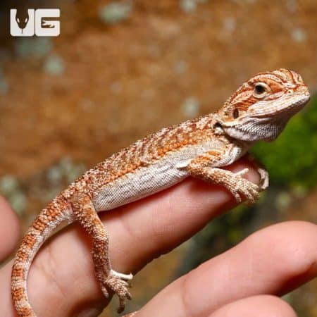 Baby tiger bearded dragon perched on a person's finger, showcasing vibrant colors.