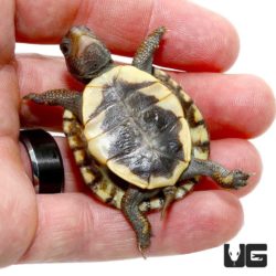 Turtles For Sale - Underground Reptiles