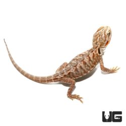 Baby Hypo Inferno Silky Bearded Dragon For Sale - Underground Reptiles