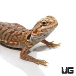 Baby Hypo Inferno Silky Bearded Dragon For Sale - Underground Reptiles