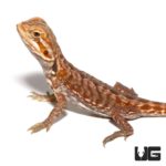 Baby Inferno Silky Bearded Dragon For Sale - Underground Reptiles