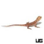 Baby Inferno Silky Bearded Dragon For Sale - Underground Reptiles