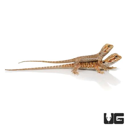 Baby Red Silky Bearded Dragon For Sale - Underground Reptiles