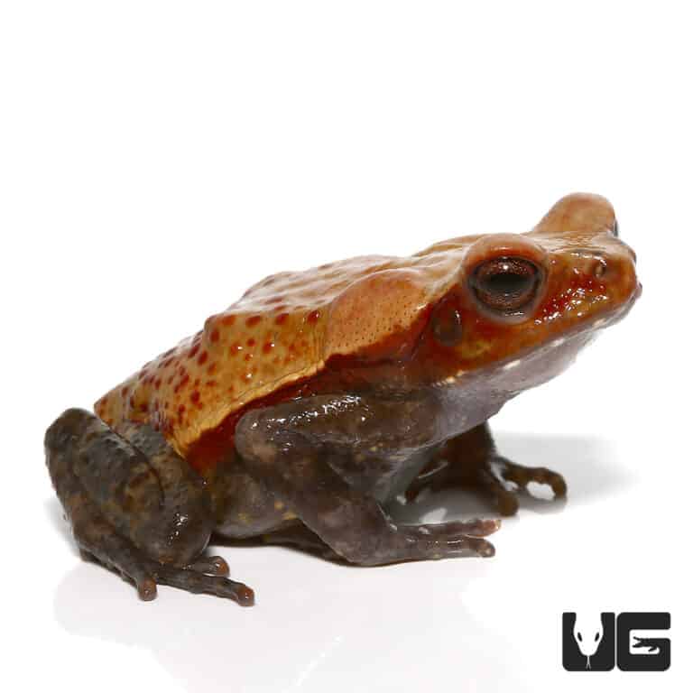 Smooth Sided Toads (Bufo guttatus) For Sale - Underground Reptiles