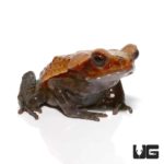 Smooth Sided Toads For Sale - Underground Reptiles
