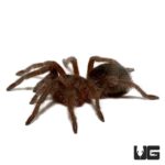Brazilian Black Tarantula For Sale - Underground Reptiles