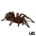 Brazilian Black Tarantula For Sale - Underground Reptiles