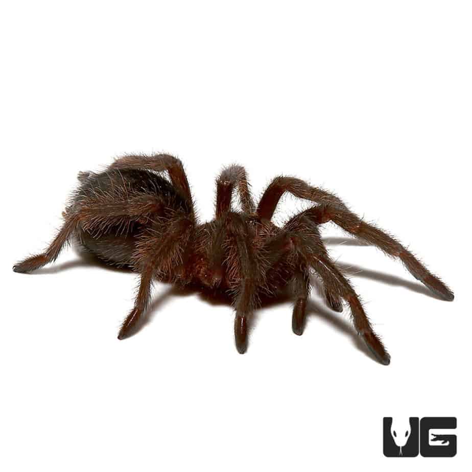 Brazilian Black Tarantula For Sale Underground Reptiles