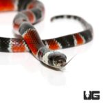 Calico Snakes for sale - Underground Reptiles