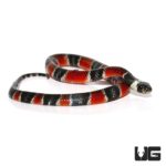 Calico Snakes for sale - Underground Reptiles