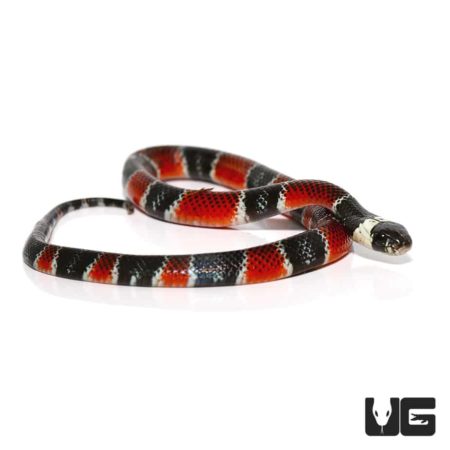 Calico Snakes (Oxyrhopus petolarius) For Sale - Underground Reptiles