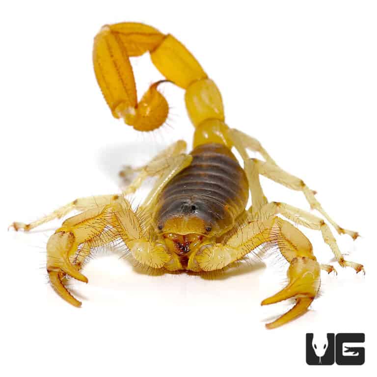 Desert Hairy Scorpion (Hadrurus arizonensis) For Sale Underground