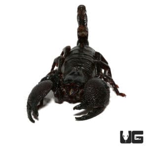 Emperor Scorpion For Sale - Underground Reptiles