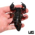 Emperor Scorpion For Sale - Underground Reptiles
