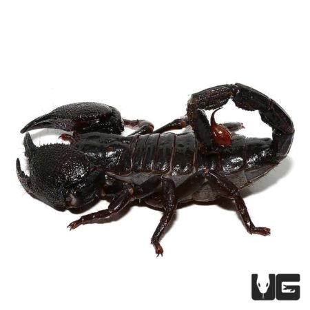 Emperor Scorpion (Pandinus imperator) For Sale - Underground Reptiles