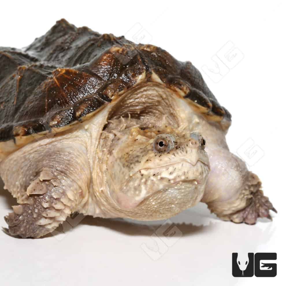 Juvenile Florida Snapping Turtle For Sale - Underground Reptiles