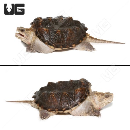 Juvenile Florida Snapping Turtles (Chelydra serpentina) For Sale - Underground Reptiles