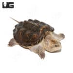 Juvenile Florida Snapping Turtles (Chelydra serpentina) For Sale - Underground Reptiles