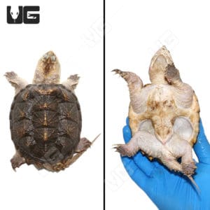 Juvenile Florida Snapping Turtle For Sale - Underground Reptiles