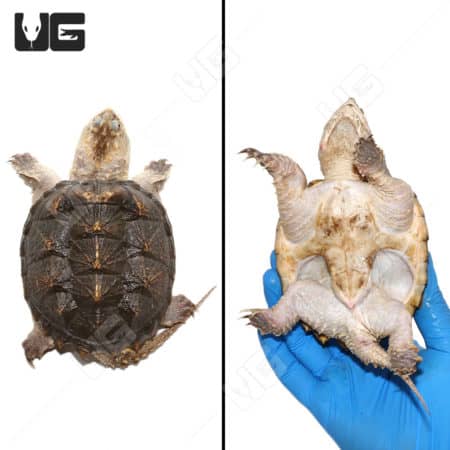 Juvenile Florida Snapping Turtles (Chelydra serpentina) For Sale - Underground Reptiles