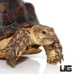 Juvenile Sulcata Tortoise For Sale - Underground Reptiles