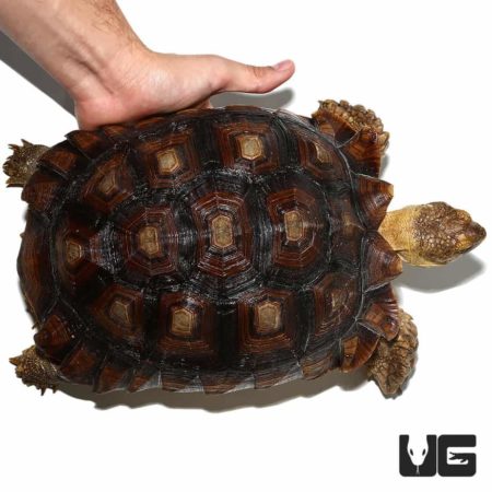 Juvenile Sulcata Tortoise For Sale - Underground Reptiles