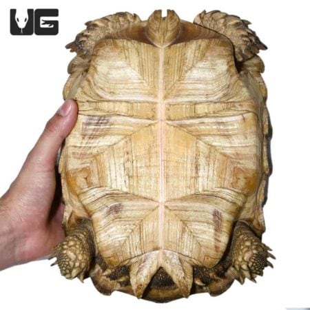Juvenile Sulcata Tortoise For Sale - Underground Reptiles