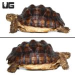 Juvenile Sulcata Tortoise For Sale - Underground Reptiles