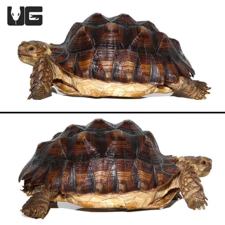 Yearling Sulcata Tortoises For Sale - Underground Reptiles