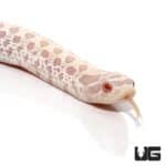 Baby Snow Western Hognose Snake For Sale - Underground Reptiles