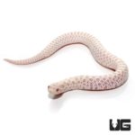 Baby Snow Western Hognose Snake For Sale - Underground Reptiles
