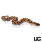 Baby Western Hognose Snake For Sale - Underground Reptiles