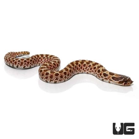 Baby Western Hognose Snake For Sale - Underground Reptiles