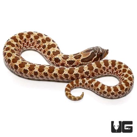 Baby Western Hognose Snakes For Sale - Underground Reptiles