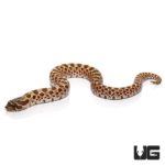 Baby Western Hognose Snake For Sale - Underground Reptiles