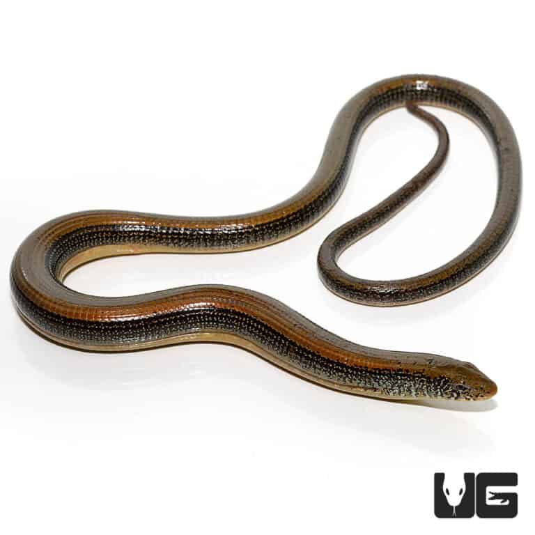 Eastern Legless Lizard For Sale - Underground Reptiles