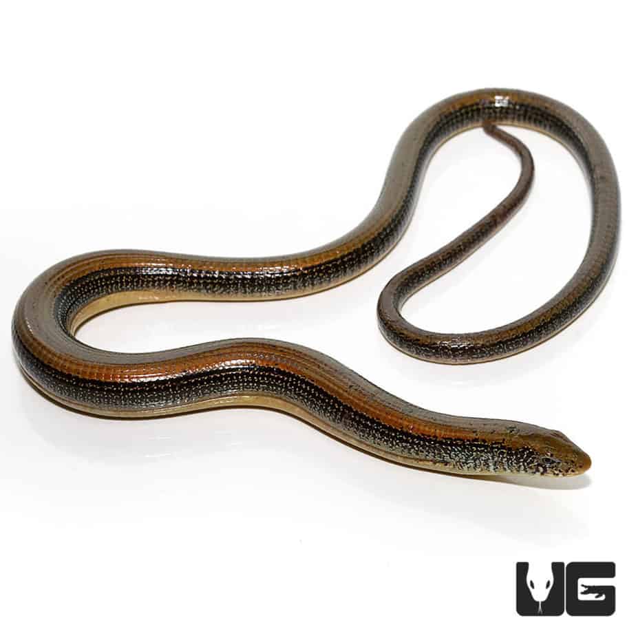 Eastern Legless Lizard For Sale Underground Reptiles