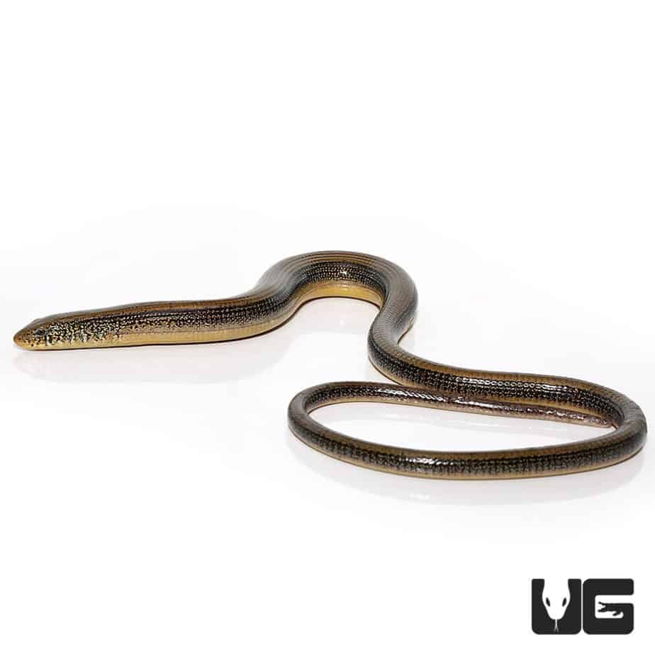 Eastern Legless Lizard For Sale - Underground Reptiles